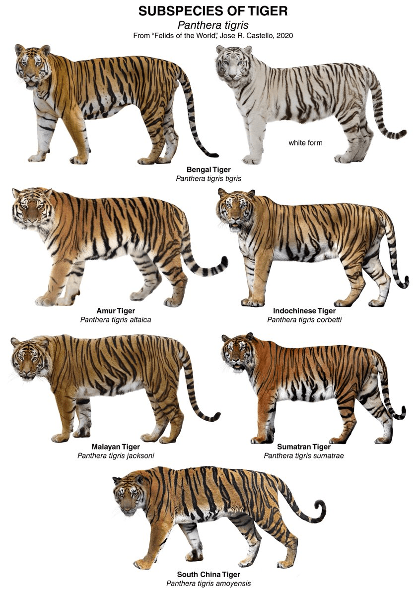 Туранский (Каспийский) тигр