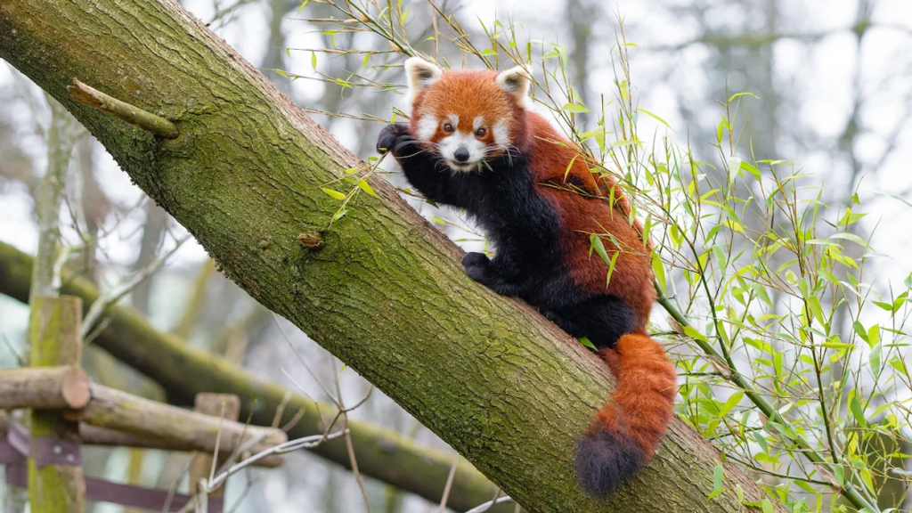 India home to both species of red panda, says ZSI study - Officers Pulse
