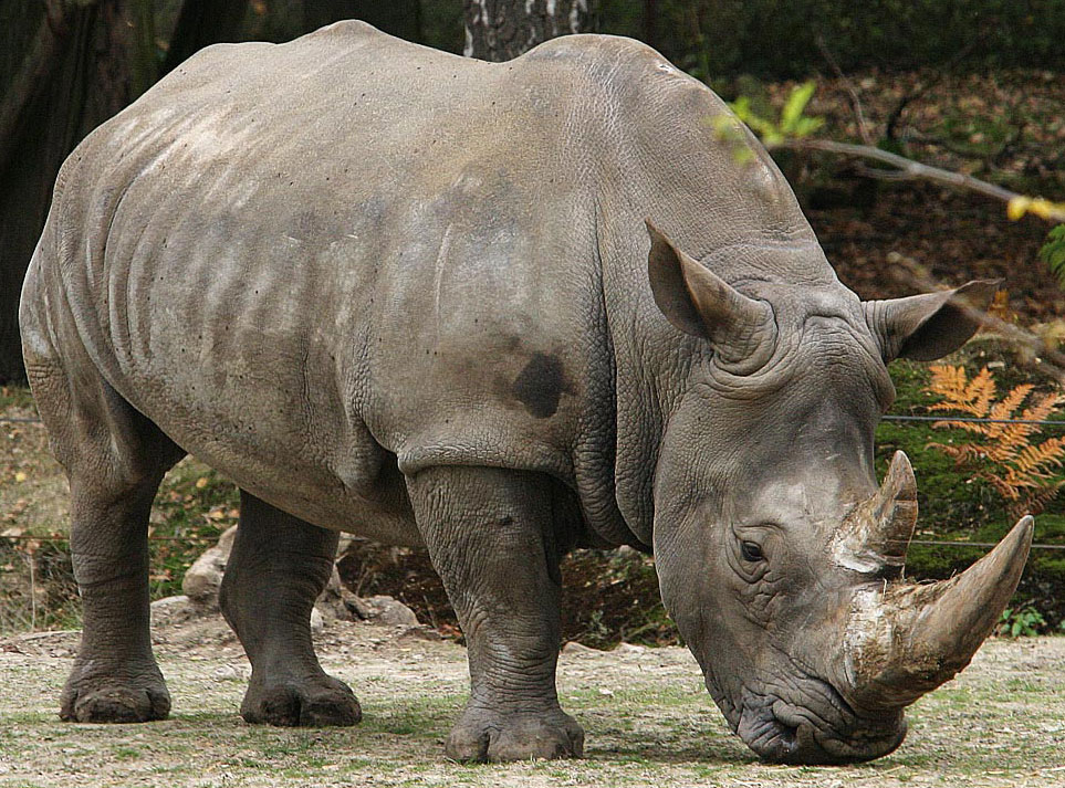 Good news for endangered Sumatran rhinoceros - Officers Pulse