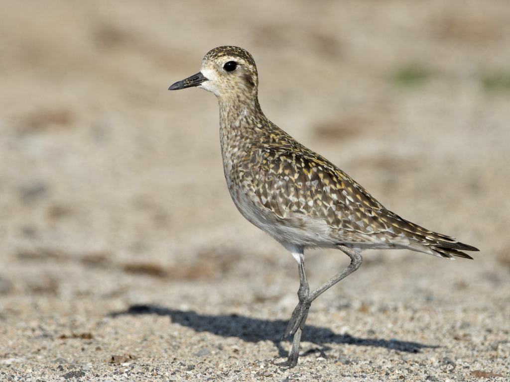 three-new-migratory-bird-species-spotted-in-coimbatore-officers-pulse