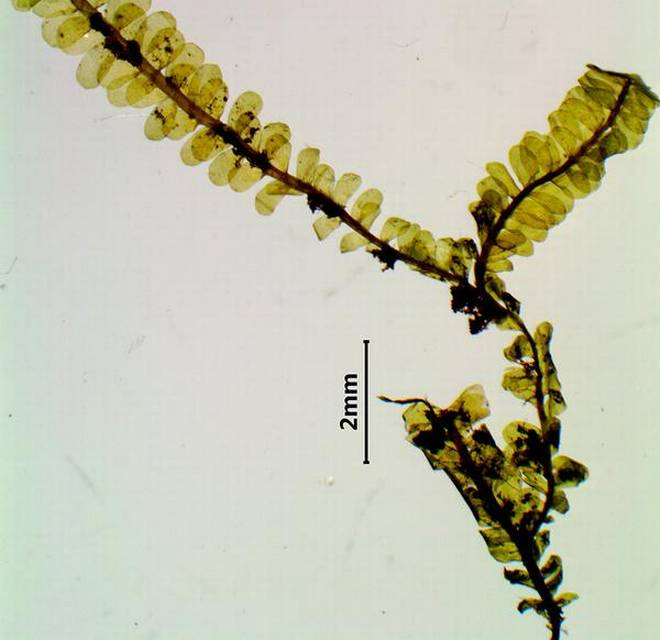 New Species Of Bryophyte In Kerala - Officers Pulse