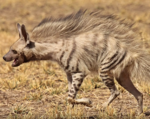 indian striped hyena
