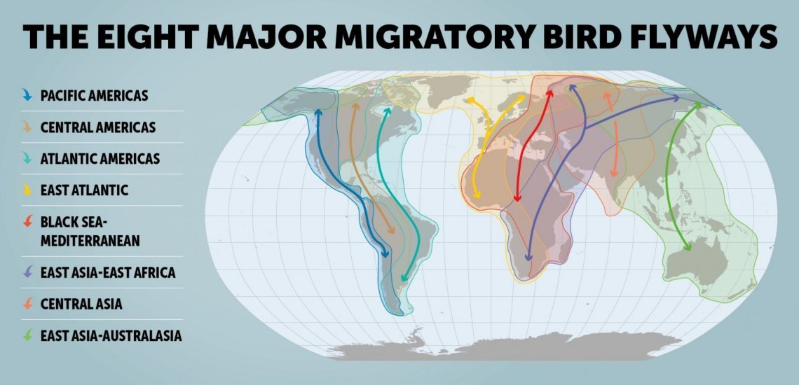 World Migratory Bird Day Officers Pulse