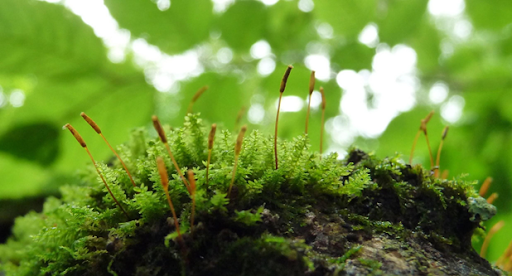 New Species Of Bryophyte In Kerala - Officers Pulse