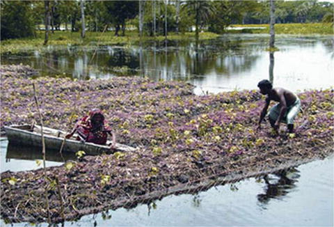 Floating raft Agriculture
