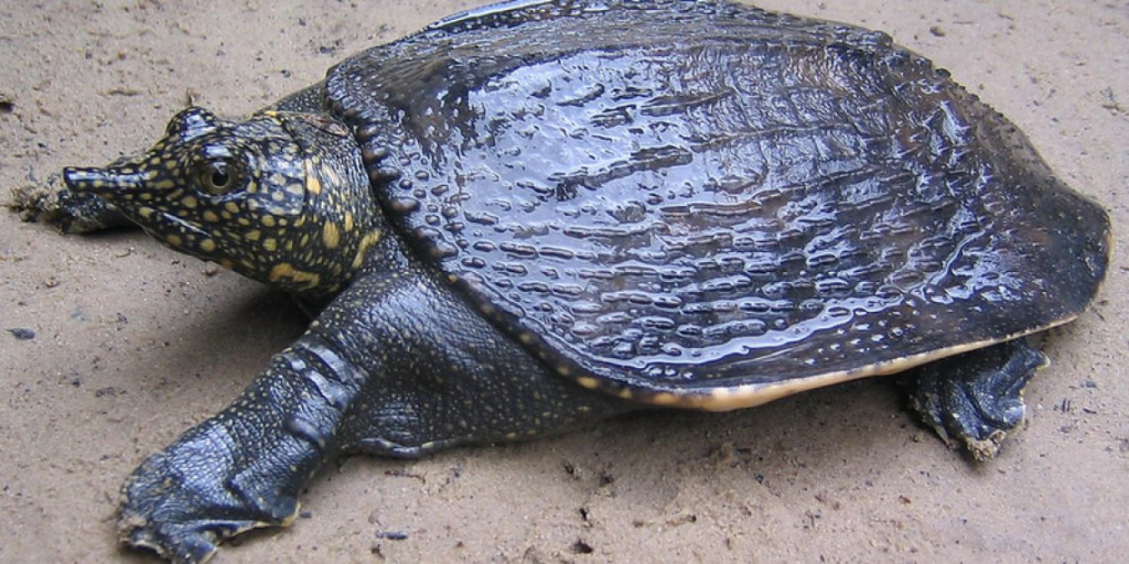 Pact Signed To Conserve Rare Turtle In Assam - Officers Pulse