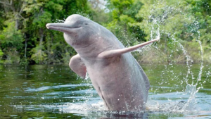 gangetic Dolphin