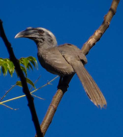 Indian Grey Hornbill - Officers Pulse