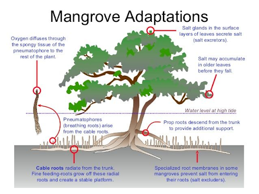 Mangrove Adaptations
