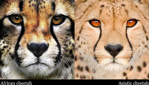 African & Asiatic Cheetah